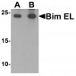 Bim EL Antibody